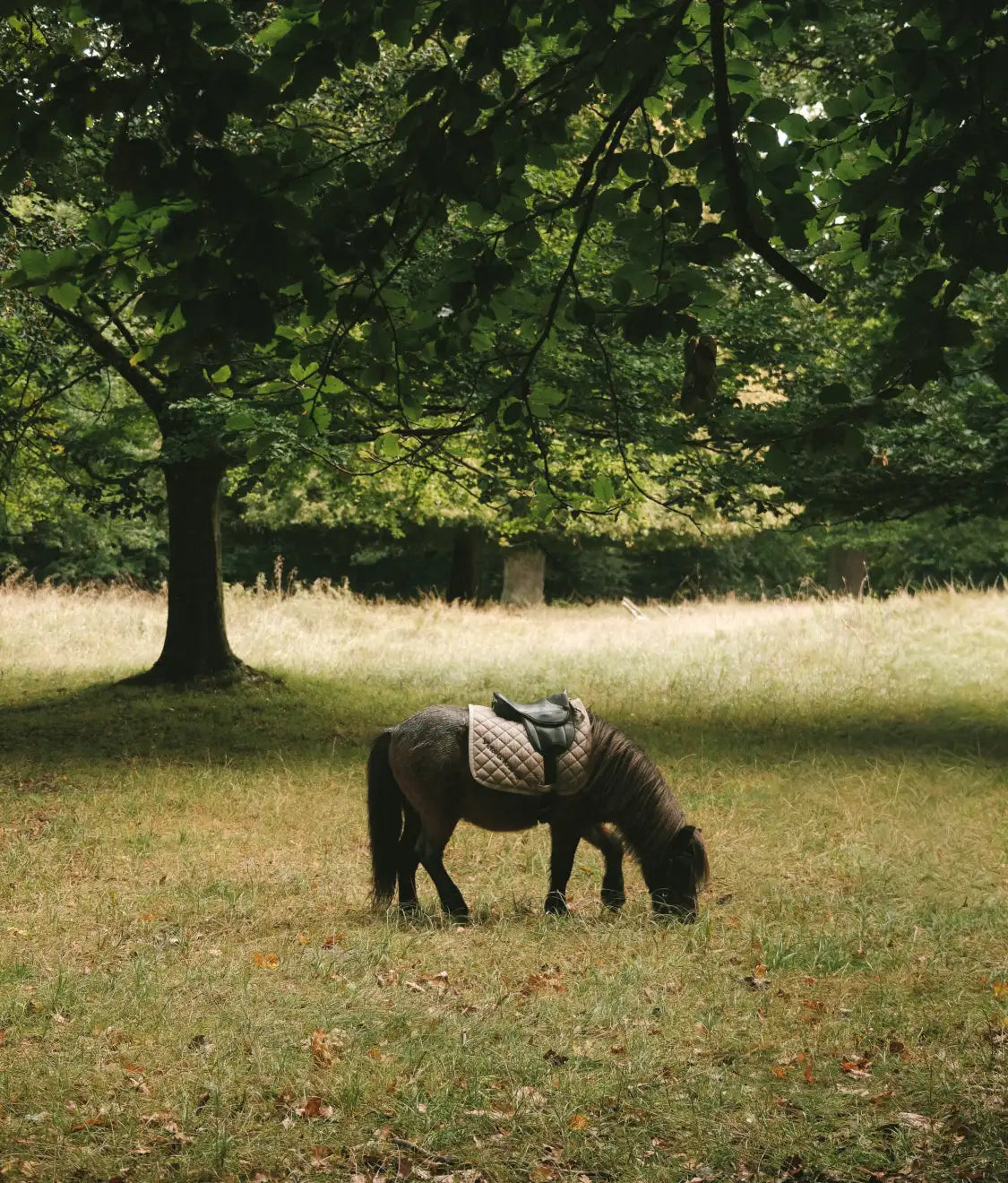 Saddled pony grazing in a sunlit meadow beneath large trees